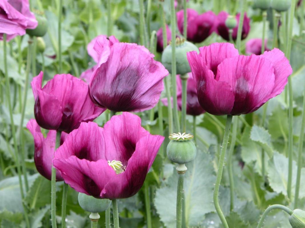 Fay her yerde var! Prof. Dr. Okan Tüysüz tek tek paylaştı: Bu faylar hareket ettiği an... 13